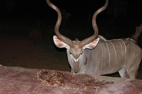 Buster's River Lodge Villa With Private Pool