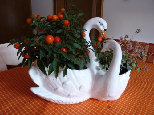 一卧室公寓 - 带露台