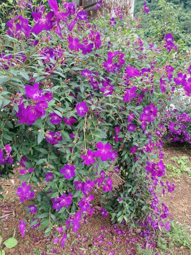 带园景的家庭房