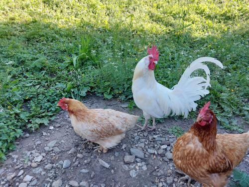 高级两卧室公寓