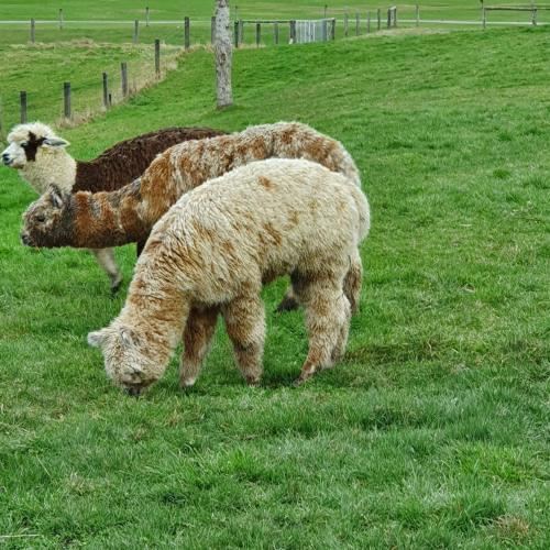 带山景的双人间