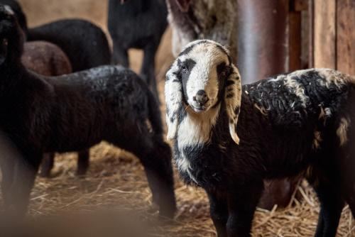 高级一卧室带阳台公寓