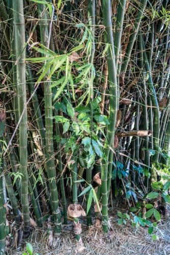 Magnificent 5-Bedroom Estate Villa, Sleeps 12 Deluxe Villa