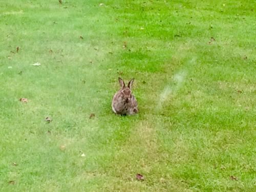 园景标准双床房