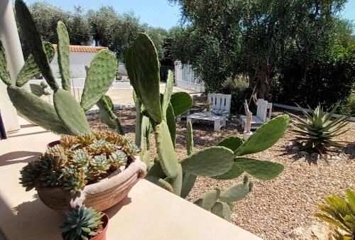 Hotel B&B Sperlonga, Exterior, Garden