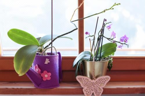 高级一卧室带阳台公寓