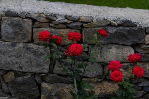 高级两卧室公寓