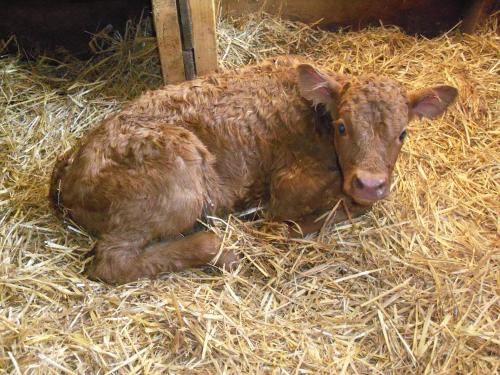 带阳台的三卧室公寓