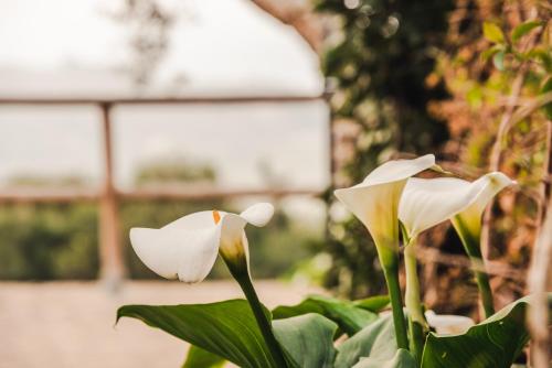 四卧室房屋，带私人泳池