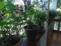 Victoria Court Hotel a Bondo