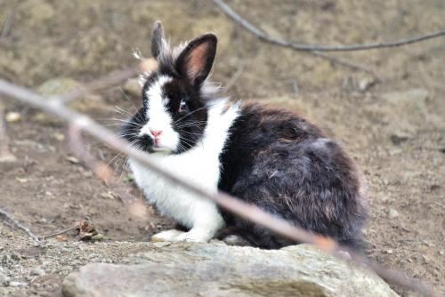高级一卧室带阳台公寓