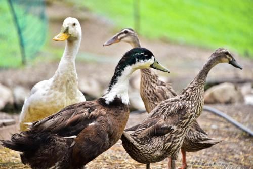 高级一卧室带阳台公寓