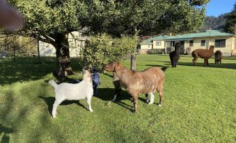 a group of goats and a llama are standing in a grassy field near a tree at Giants Table and Cottages