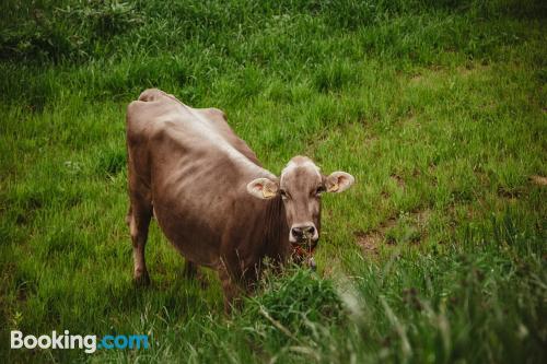 高级两卧室公寓