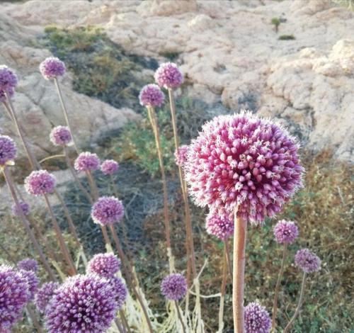 高级两卧室公寓