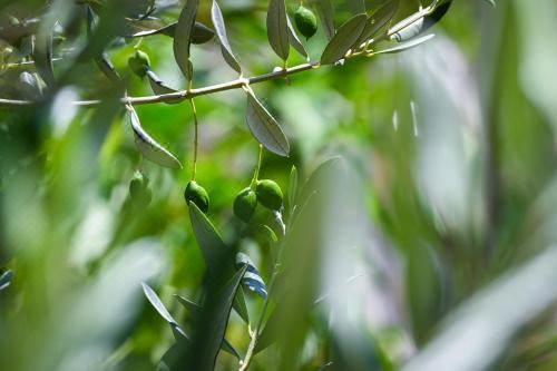 一卧室公寓 - 带露台