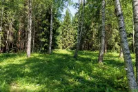 Bear Watching and Photography Hide Hotels in 