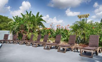 a row of brown wooden lounge chairs lined up on a patio , surrounded by lush greenery at Best Western Space Shuttle Inn