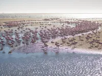 Flamingo Villas Boutique Hotel Hotels in Walvis Bay