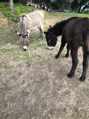 U MandarinuOne-Bedroom House