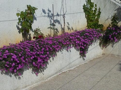 海景豪华双床房