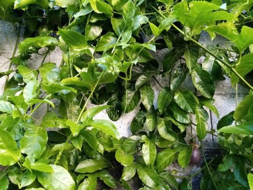 带露台一室公寓