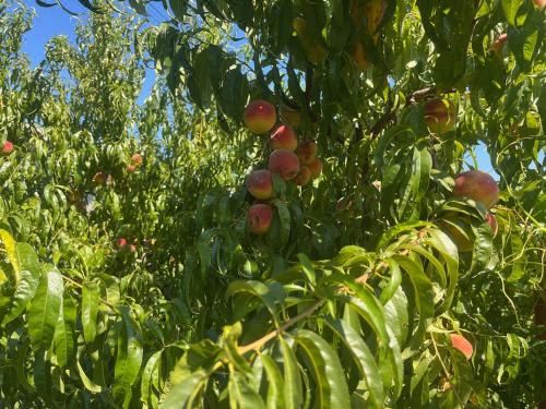 Gorica Hill ApartmentOne-Bedroom Apartment
