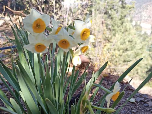 带山景的双人间