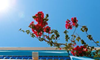 a red flowering plant growing near a blue swimming pool under a clear blue sky at Pedi Beach Hotel