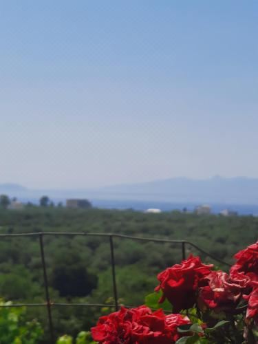 家庭房（带阳台）