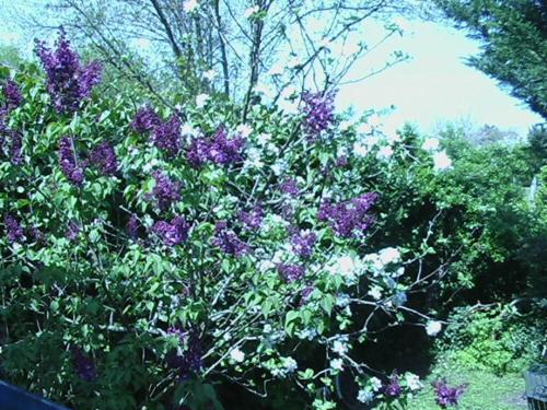 豪华双人床房（带加床）