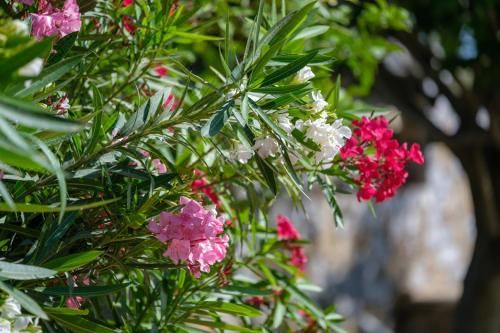 三卧室别墅（Sparta）