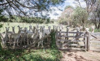 Glenhope Alpaca Farm Suites