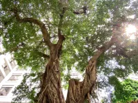 Grand Banyan Hotel Hotels in 