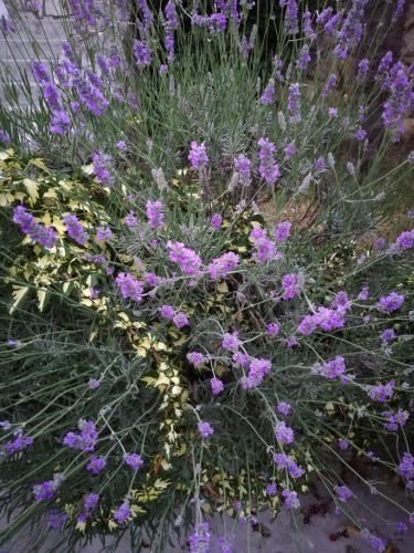 公寓 - 地面楼层