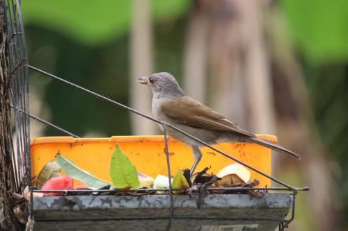 享有游泳池景致的一室公寓
