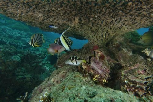 海景树顶房-塔尔宗