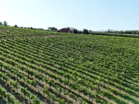 Cantina d'Erasmo - Camere e Degustazioni Hotels in Offida