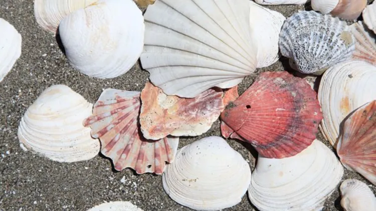 ささやかなおうち　笹毛 食事・レストラン