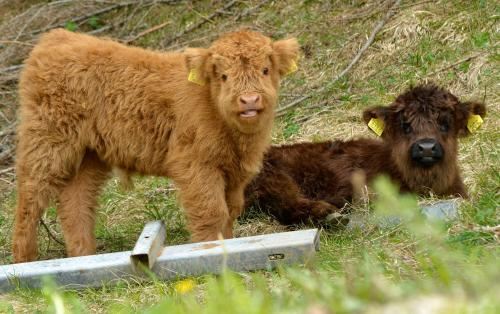 一臥室公寓（帶陽臺）