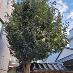 Daegu Hanok Guest House An Pension