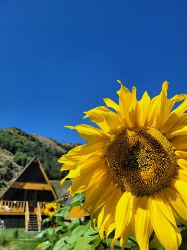 Pine Chalet Kazbegi Apartment with Mountain View