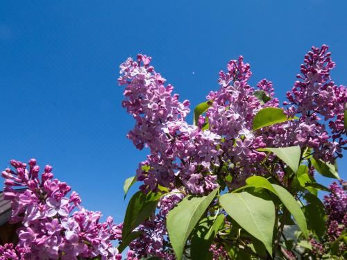 高级两卧室公寓