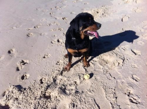 四卧室联排别墅-3