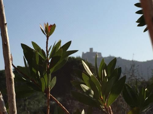 享有花园景致的公寓