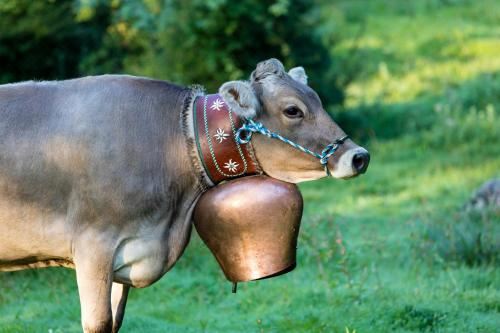 Ferienwohnung Bergnah One-Bedroom Apartment
