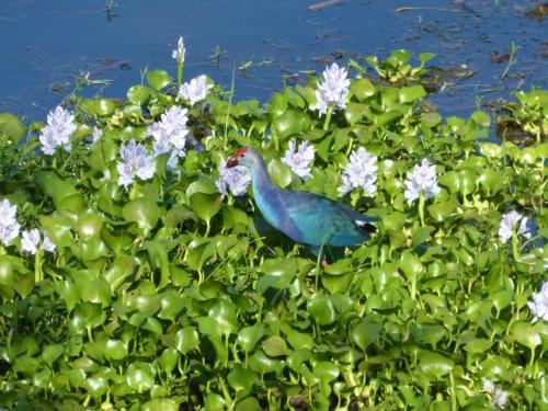带湖景的双人间