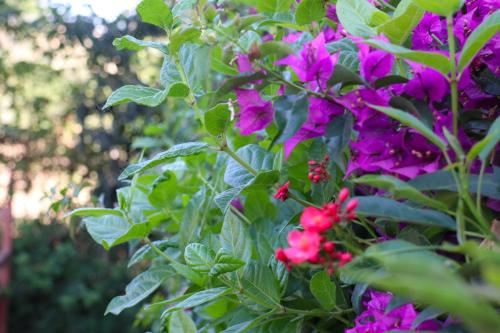 带园景一室公寓