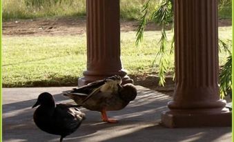 two ducks are standing on a stone walkway near two pillars , with one of them walking towards the ground at Mountain View Guest House
