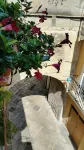 Bed and Breakfast Camere Primavera